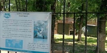GRĂDINA ZOOLOGICĂ  A LĂSAT LUPUL CENUȘIU SĂ MOARĂ, PISICĂ „TOARCE” LINIȘTIT