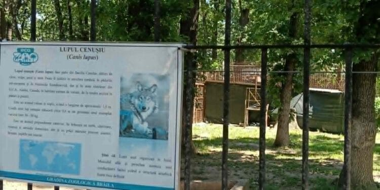 GRĂDINA ZOOLOGICĂ  A LĂSAT LUPUL CENUȘIU SĂ MOARĂ, PISICĂ „TOARCE” LINIȘTIT