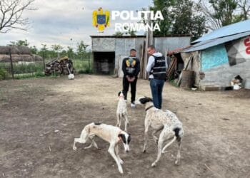 Percheziții și arestări preventive în cadrul unui dosar penal privind fapte din domeniul braconajului cinegetic