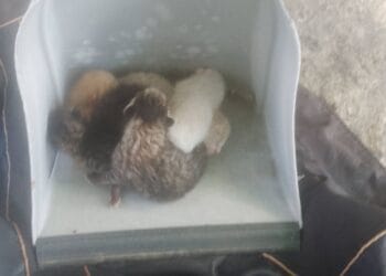 Administrația Dragomir complice în fața abuzurilor animalelor
