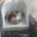 Administrația Dragomir complice în fața abuzurilor animalelor 7 Administrația Dragomir complice în fața abuzurilor animalelor