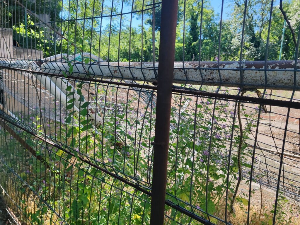 Ruină în inima orașului: Baza sportivă din Grădina Publică Brăila, abandonată și invadată de buruieni 19 WhatsApp Image 2026 06 20 at 23.28.26