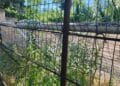 Ruină în inima orașului: Baza sportivă din Grădina Publică Brăila, abandonată și invadată de buruieni