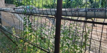 Ruină în inima orașului: Baza sportivă din Grădina Publică Brăila, abandonată și invadată de buruieni 1 Ruină în inima orașului: Baza sportivă din Grădina Publică Brăila, abandonată și invadată de buruieni