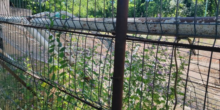 Ruină în inima orașului: Baza sportivă din Grădina Publică Brăila, abandonată și invadată de buruieni 14 Ruină în inima orașului: Baza sportivă din Grădina Publică Brăila, abandonată și invadată de buruieni