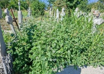 Alo domnule primar Marian Dragomir , oamenii nu mai pot ajunge la morminte din cauza buruienilor, dar banii știți să-i încasați !