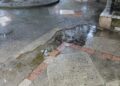 Când mergeți pe Esplanadă la spectacolele lui Dragomir, nu uitați să-i lăudați realizările, da fiți atenți să nu cădeți în gropi !!!!