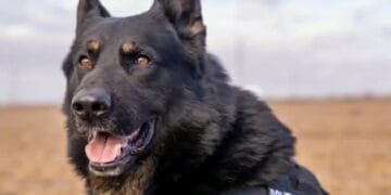 La mulți ani Gipsy ! 10 ANI DE MISIUNI ÎNDEPLINITE CU SUCCES ! 1 La mulți ani Gipsy ! 10 ANI DE MISIUNI ÎNDEPLINITE CU SUCCES !