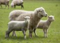 Desant de 50 de experți ai ANSVSA și restricții severe după confirmarea variolei ovine la Măxineni