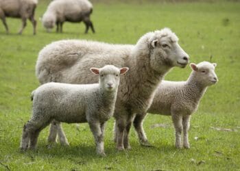 Desant de 50 de experți ai ANSVSA și restricții severe după confirmarea variolei ovine la Măxineni