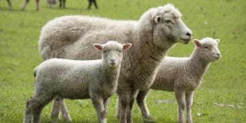 Desant de 50 de experți ai ANSVSA și restricții severe după confirmarea variolei ovine la Măxineni