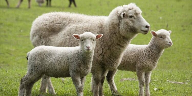 Desant de 50 de experți ai ANSVSA și restricții severe după confirmarea variolei ovine la Măxineni