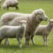 Desant de 50 de experți ai ANSVSA și restricții severe după confirmarea variolei ovine la Măxineni