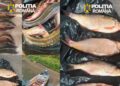 Acțiunea „Clean Waters – 2026”: Șase infracțiuni constatate și capturi ilegale de sturioni pe Dunăre