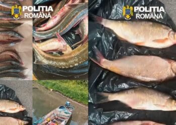 Acțiunea „Clean Waters – 2026”: Șase infracțiuni constatate și capturi ilegale de sturioni pe Dunăre 24 Acțiunea „Clean Waters – 2026”: Șase infracțiuni constatate și capturi ilegale de sturioni pe Dunăre