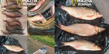 Acțiunea „Clean Waters – 2026”: Șase infracțiuni constatate și capturi ilegale de sturioni pe Dunăre