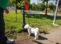 Municipiul Brăila, orașul care moare de sete cu Dunărea care curge lângă el, avem doar 14 cișmele și în rest pustiu 15 Municipiul Brăila, orașul care moare de sete cu Dunărea care curge lângă el, avem doar 14 cișmele și în rest pustiu