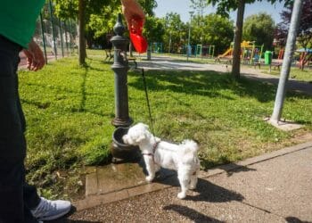 Municipiul Brăila, orașul care moare de sete cu Dunărea care curge lângă el, avem doar 14 cișmele și în rest pustiu 23 Municipiul Brăila, orașul care moare de sete cu Dunărea care curge lângă el, avem doar 14 cișmele și în rest pustiu