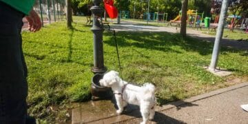 Municipiul Brăila, orașul care moare de sete cu Dunărea care curge lângă el, avem  doar 14 cișmele și în rest pustiu