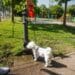 Municipiul Brăila, orașul care moare de sete cu Dunărea care curge lângă el, avem doar 14 cișmele și în rest pustiu 2 Municipiul Brăila, orașul care moare de sete cu Dunărea care curge lângă el, avem doar 14 cișmele și în rest pustiu
