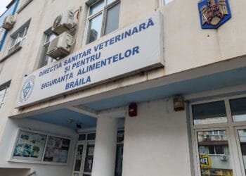 Dezastru sanitar și mușamalizare la Măxineni. Conducerea DSVSA Brăila demisă în urma dezvăluirilor lui Cătălin Chivu 19 Dezastru sanitar și mușamalizare la Măxineni. Conducerea DSVSA Brăila demisă în urma dezvăluirilor lui Cătălin Chivu