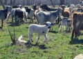 Autoritățile brăilene înăspresc măsurile după suspiciuni de variolă ovină la Gemenele și o confirmare în județul Tulcea