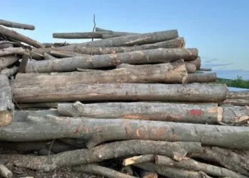 Generozitate pe banii brăilenilor: Primăria Brăila donează 60 de tone de lemne unei comune din județ, în timp ce ignoră potențialele nevoi ale familiilor sărace din oraș