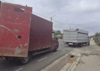Peste 100 de specialiști ANSVSA, jandarmi și polițiști mobilizați în județul Tulcea: Două transporturi ilegale de animale au fost depistate în primele ore ale acțiunii de control pe drumurile publice 17 Peste 100 de specialiști ANSVSA, jandarmi și polițiști mobilizați în județul Tulcea: Două transporturi ilegale de animale au fost depistate în primele ore ale acțiunii de control pe drumurile publice