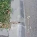 Borduri „lipite” de ploaie? Cine răspunde pentru lucrările de pe strada Școlilor ? Dragomire,  motto ul tău din campaniile electorale : “ Eu asfaltez “, a plecat pe Dunăre
