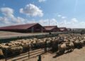 Mii de animale înregistrate diferit în evidențe față de situația constatată în teren, în urma controalelor ANSVSA din județul Tulcea