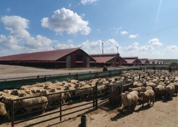 Mii de animale înregistrate diferit în evidențe față de situația constatată în teren, în urma controalelor ANSVSA din județul Tulcea