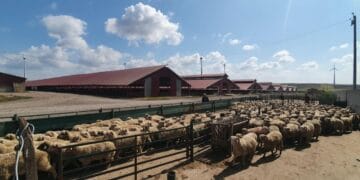 Mii de animale înregistrate diferit în evidențe față de situația constatată în teren, în urma controalelor ANSVSA din județul Tulcea