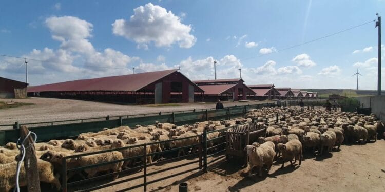 Mii de animale înregistrate diferit în evidențe față de situația constatată în teren, în urma controalelor ANSVSA din județul Tulcea