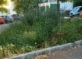 Festivalul „Vladislav I” și legenda spațiilor verzi dispărute, Dragomir și ce mai pregătește cu veselie mare